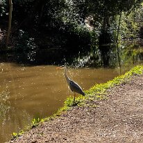 IMG_0609 Our local Heron.