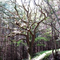 Dying in the sunshine Forest Tree in Wales